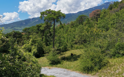 Bois de Finges 02.07.2021